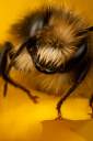BumblebeeLine