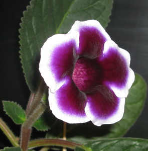 GalinaGala